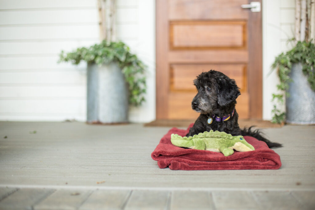 senior small black dog lays on a blanket on a front porch with a stuff alligator dog toy