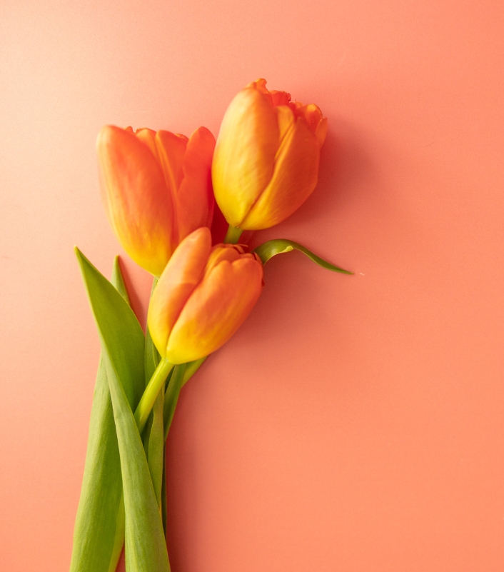 orange tulips on peach background orange tulips on peach background