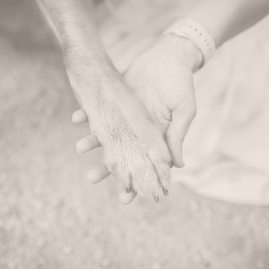 dog-paw-memorial- 900x900 Couple kisses the face of a black and white Boston Terrier