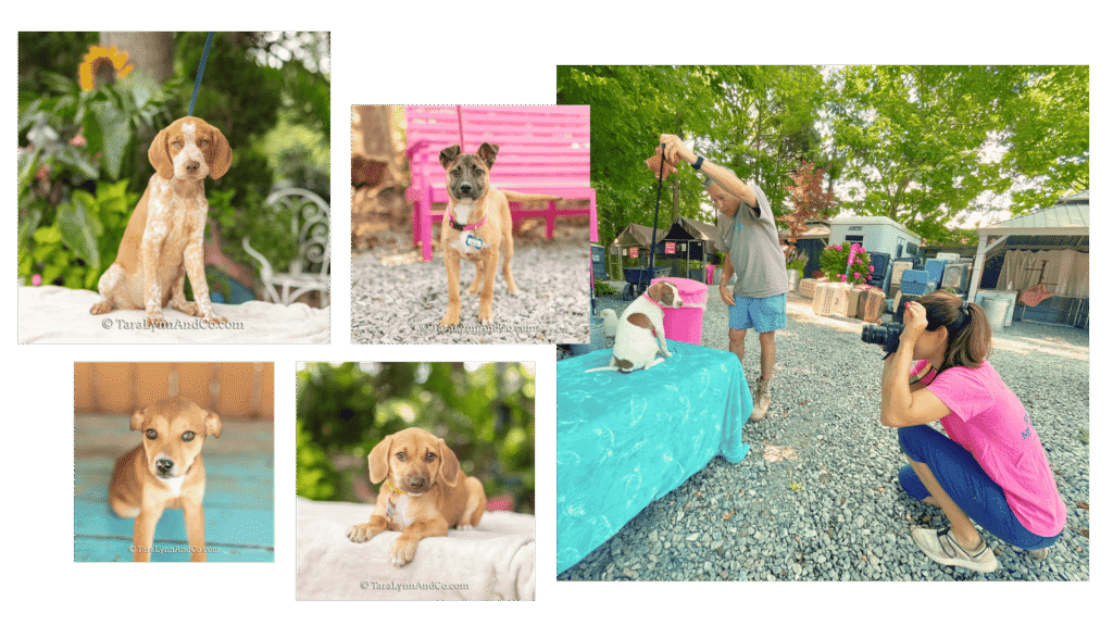 collage of photos of Tara volunteering at Saving Grace