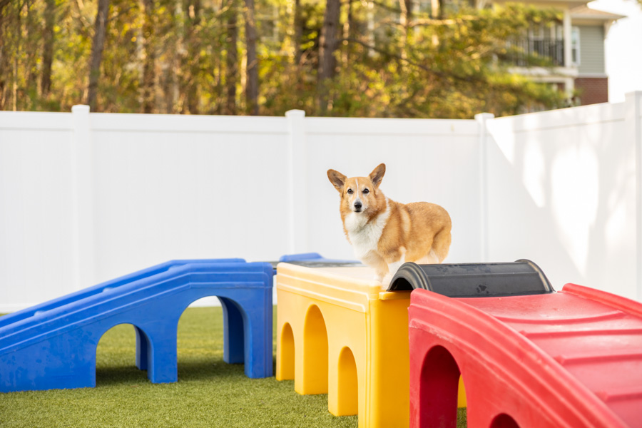 Blonde corgi on top of play structure at doggy daycare in Raleigh, NC