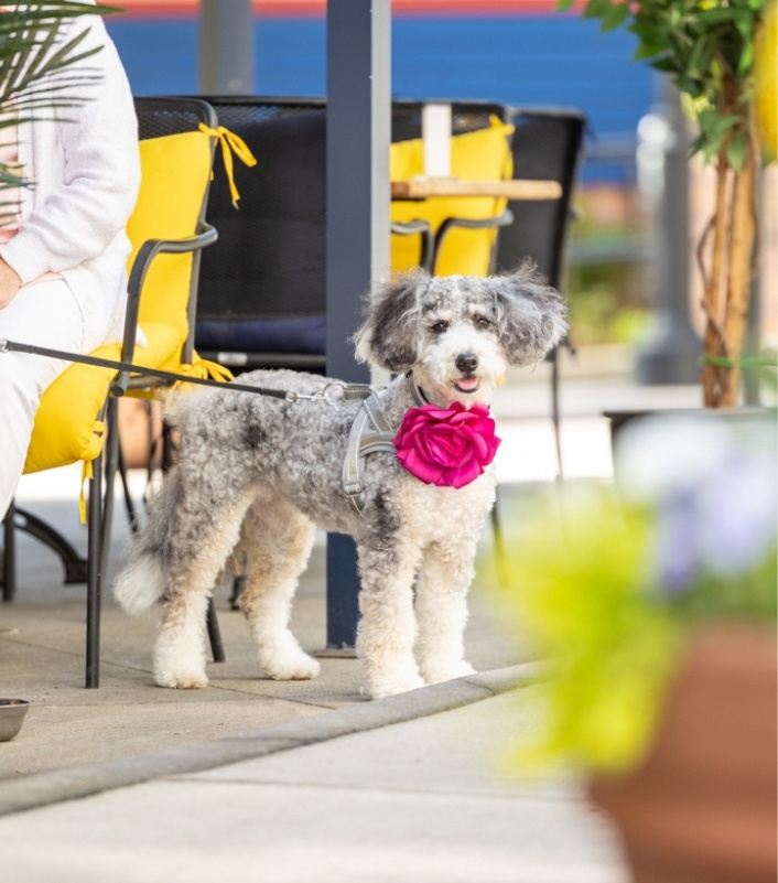 gray and white Bernadoodle models pink flower collage at outdoor patio in Raleigh, NC