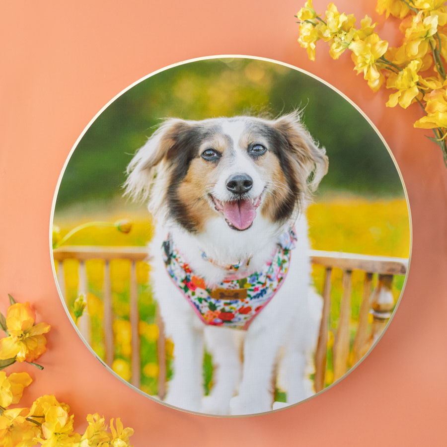 Photo of a circular wood-mounted print from a pet photography session