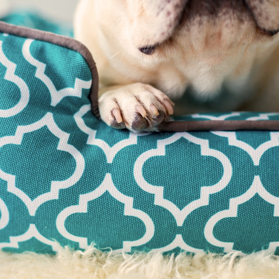 Close up of a teal dog bed by P.L.A.Y. with french bulldog's paw resting on the side