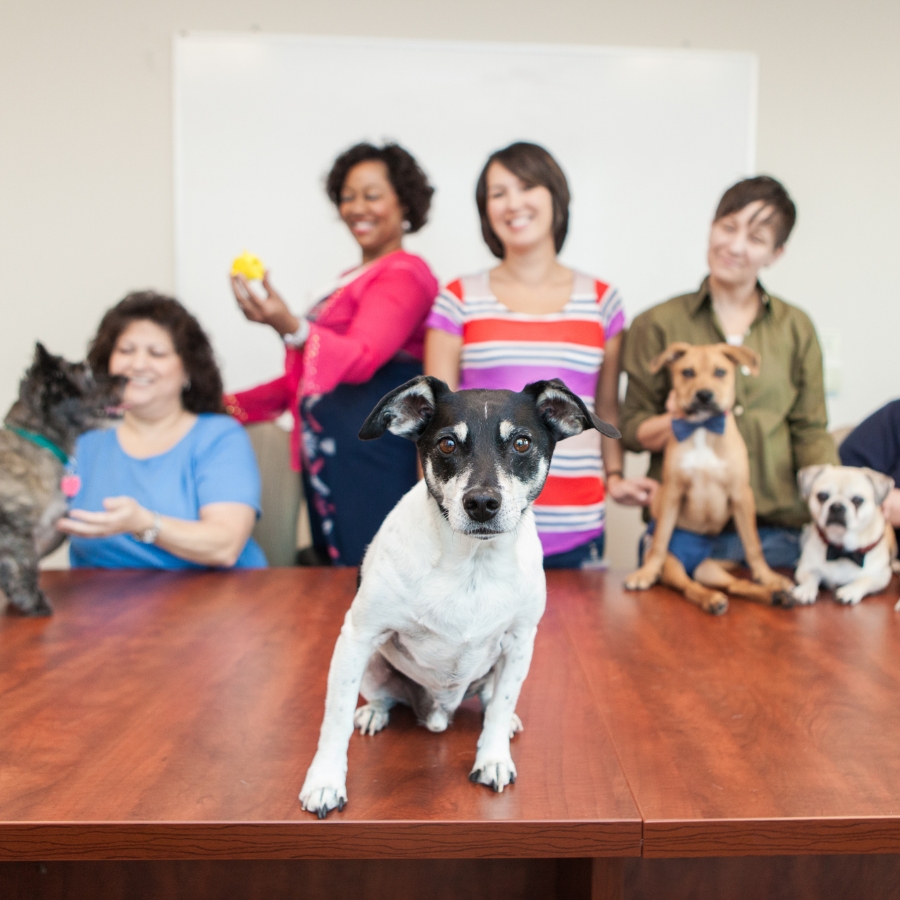 Conference room with four female employees in the background with dogs while a black and white terrier dog sits at the edge of the table