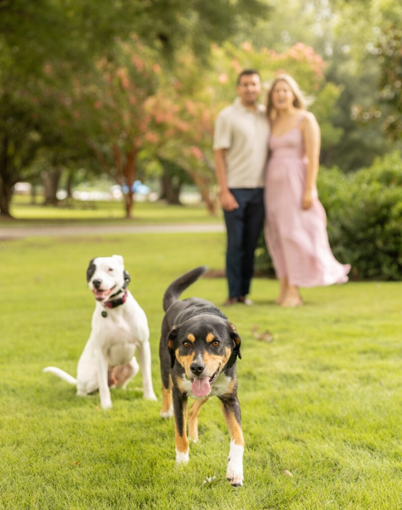 tricolored dog walked toward the camera with white mixed breed dog and young couple in the background