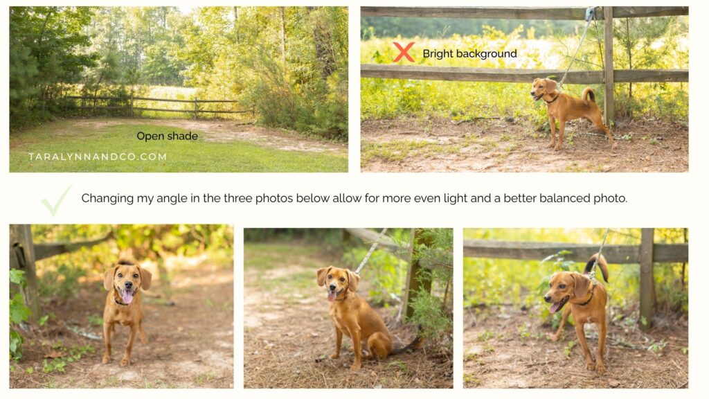 Photography lighting examples with a dog in a field