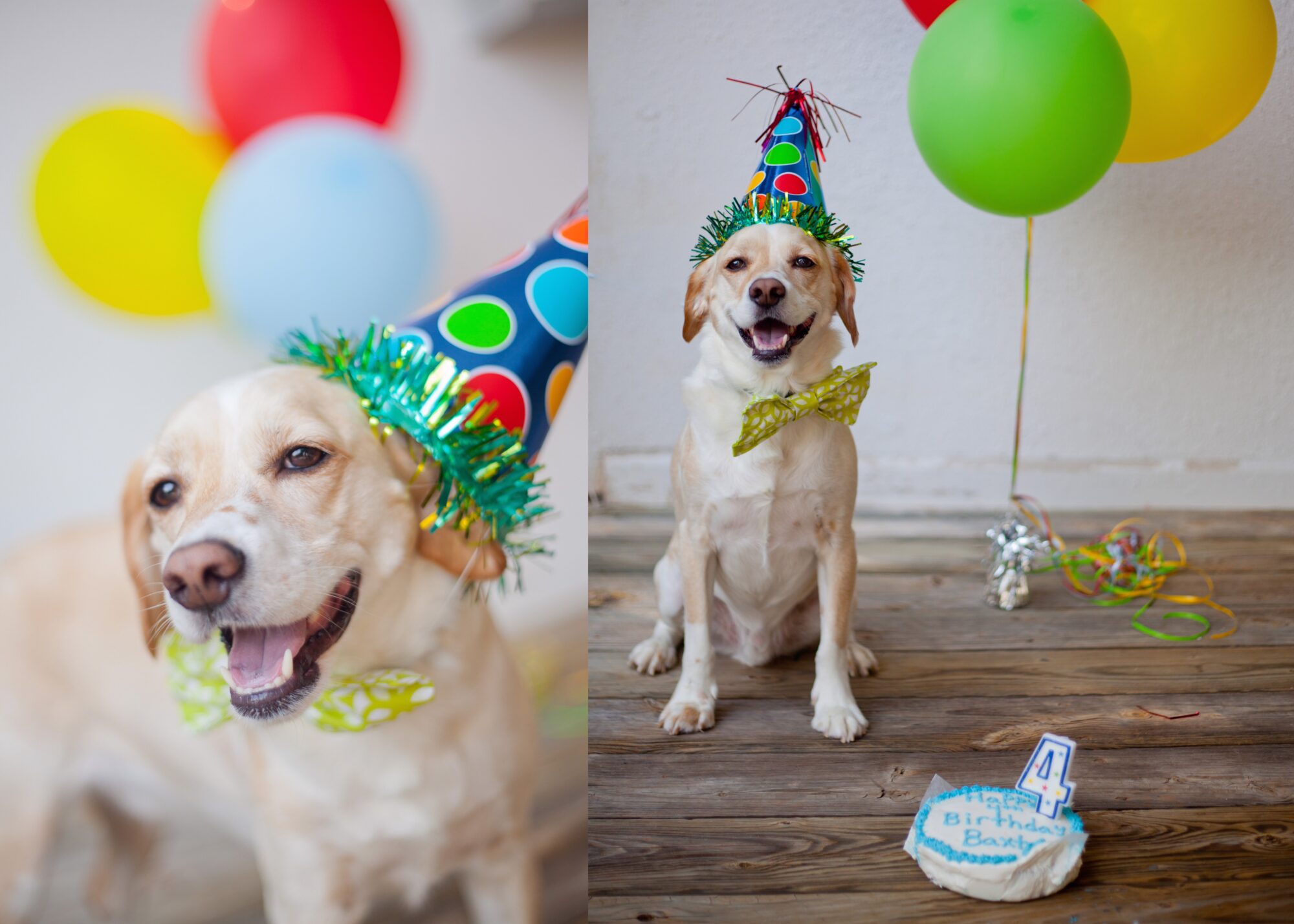 Baxter’s dog birthday party blonde mixed breed dog wears a party hat and bowtie for his birthday