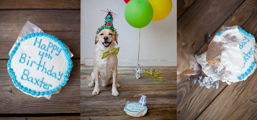close up of a white dog circular cake with blue icing and a dog wearing a party hat