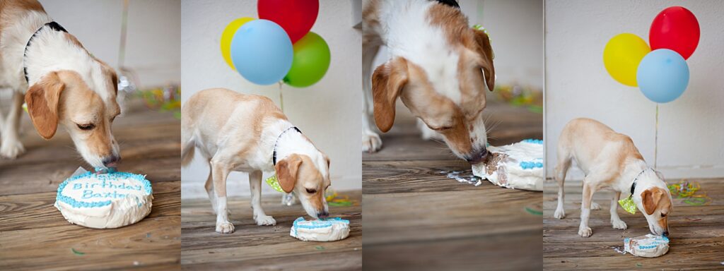 blonde mixed breed dog eats a birthday cake with balloons in the background