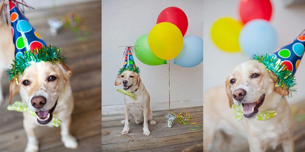 cute blonde beagle mix dog wears polka dog party hat and poses with balloons for his birthday
