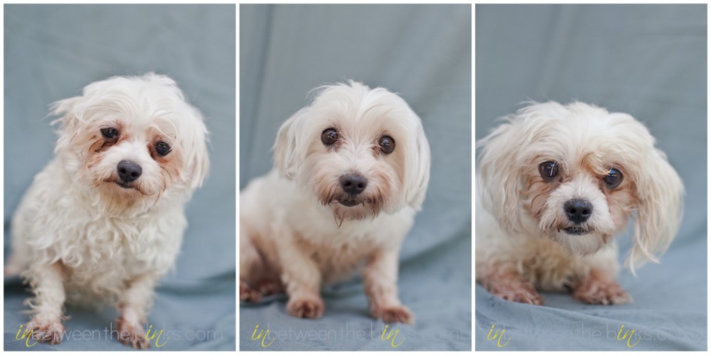 Maltese