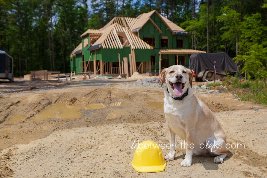 raleigh dog photographer