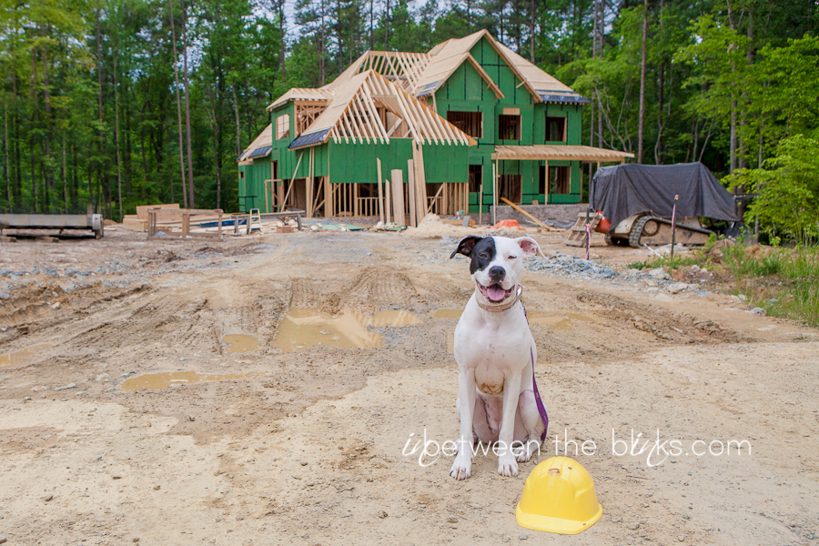raleigh pit bull photographer