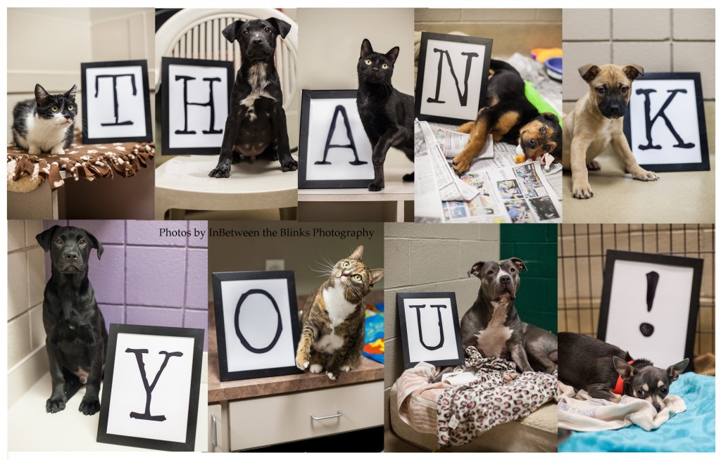 Thank you certificate watermark