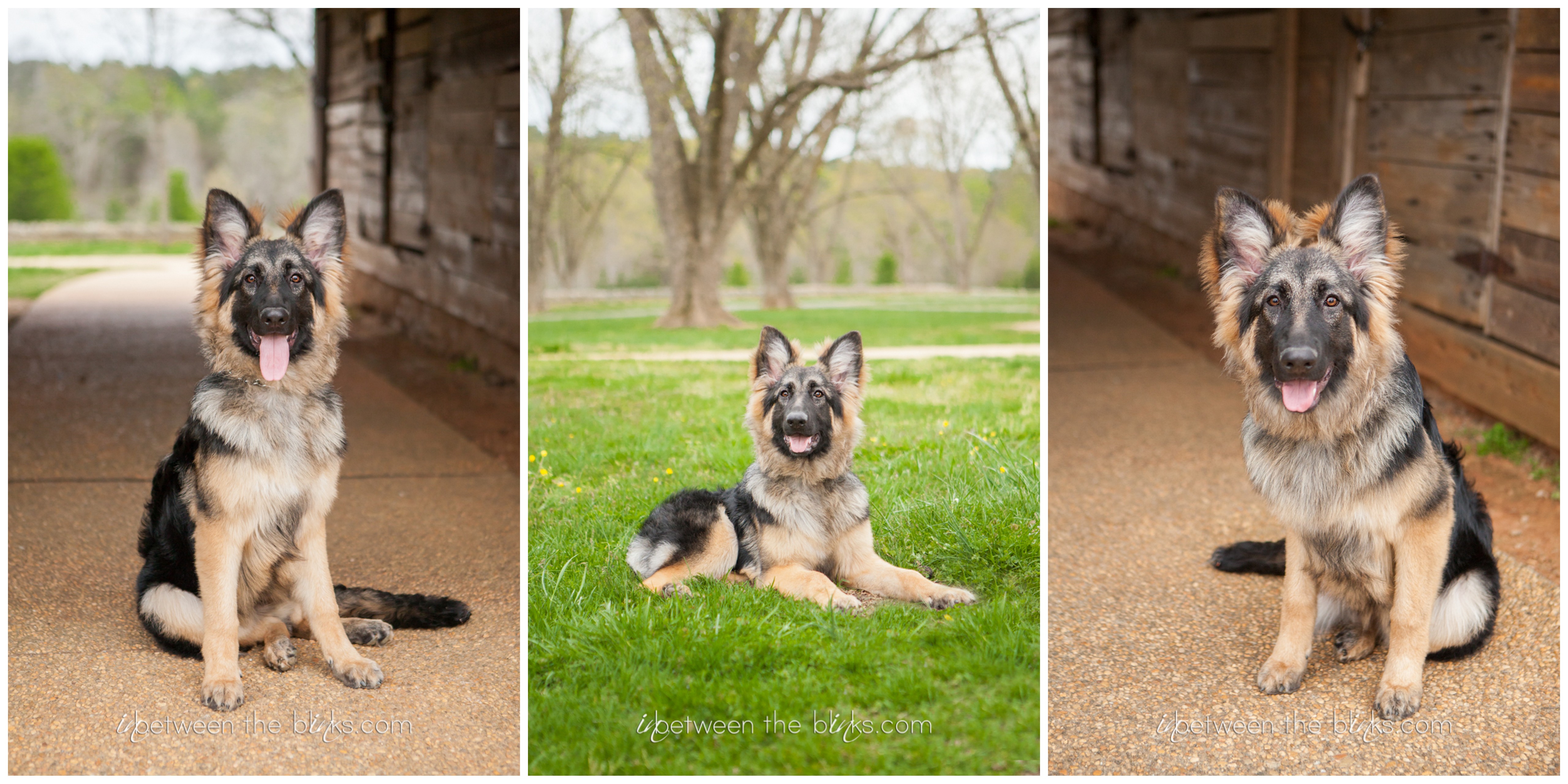 Brooke the German Shepherd Puppy- Wake Forest Dog Photographer - Tara ...