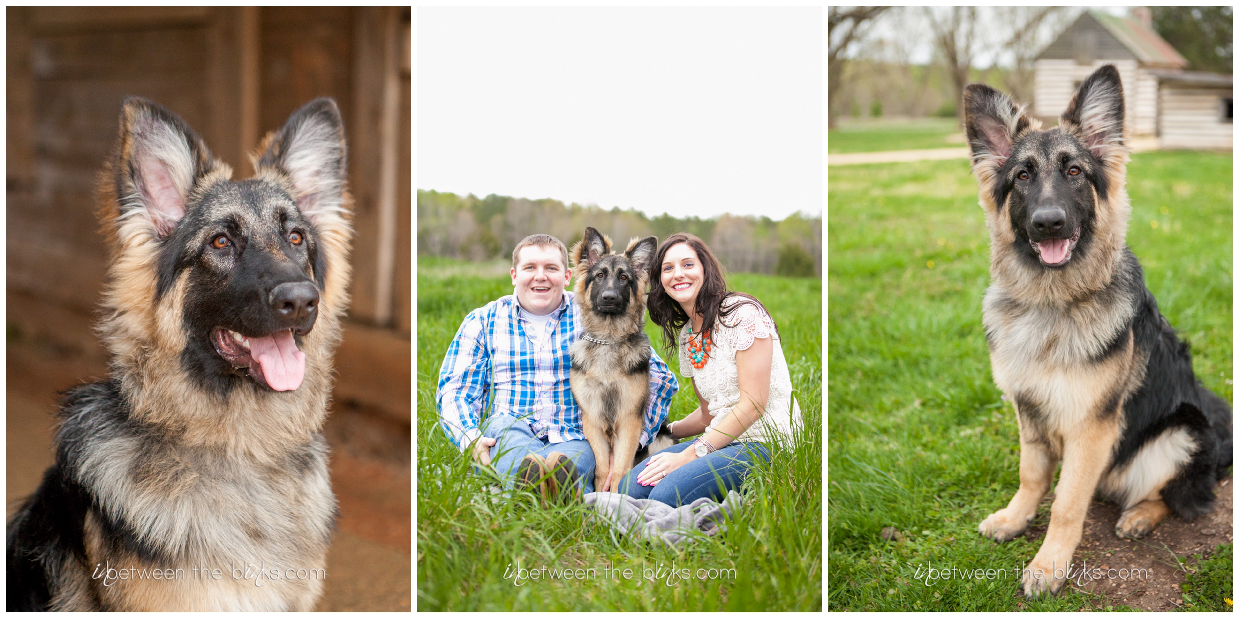 Brooke the German Shepherd Puppy- Wake Forest Dog Photographer - Tara ...
