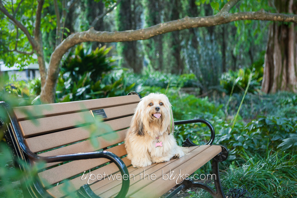 Small blonde dog sits on a bench at the Raleigh Rose Garden