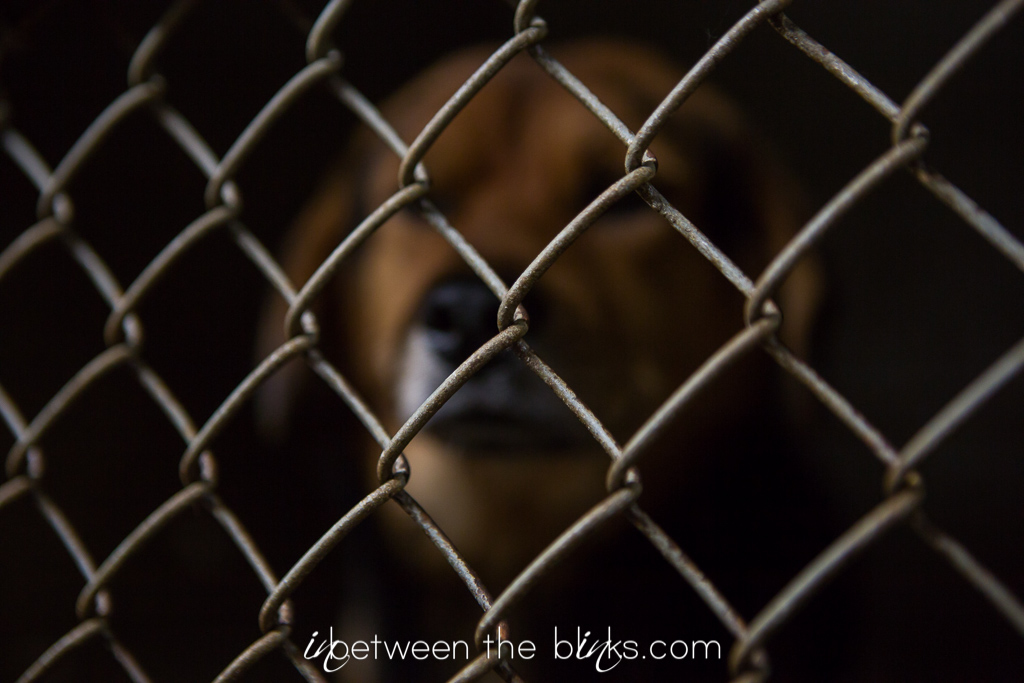 Vance County Animal Shelter