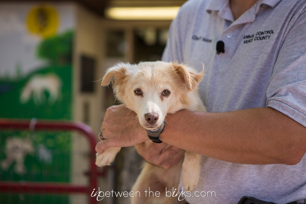Vance County Animal Shelter