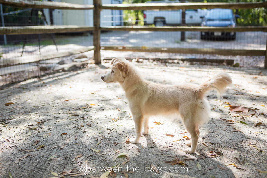 Vance County Animal Shelter