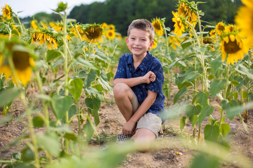 Raleigh Sunflower Fields