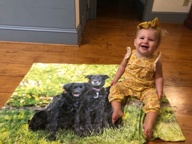 Great Gifts for Pet Parents in the Triangle