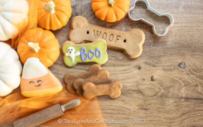 The Most Dangerous Halloween Candy for Pets