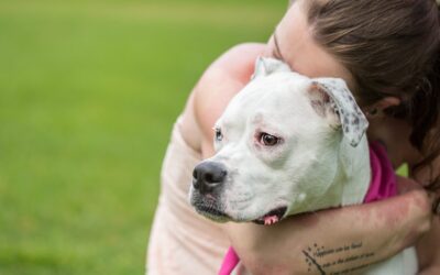 Finding Peace in Parting: The Emotional Journey of Letting Go of Your Pet