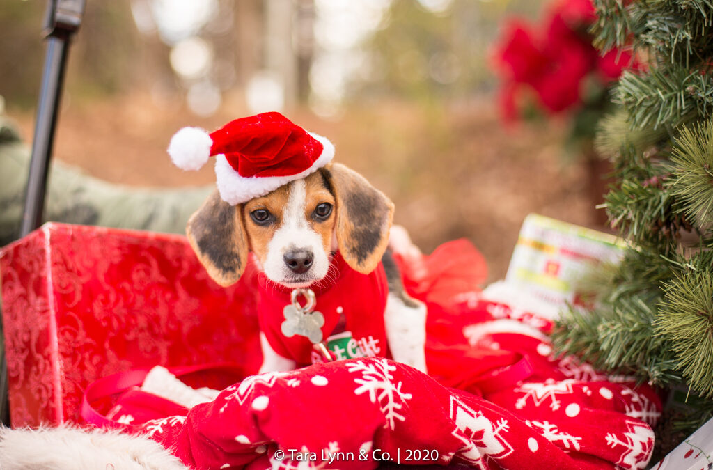 Pet Photos with Santa in Wake Forest