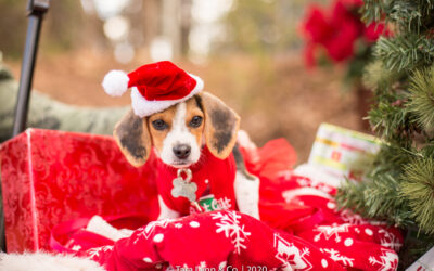 Pet Photos with Santa in Wake Forest