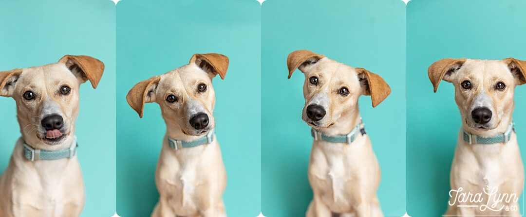 Meet Boone – Our new rescue puppy