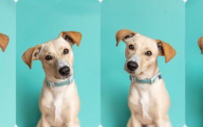 Meet Boone – Our new rescue puppy