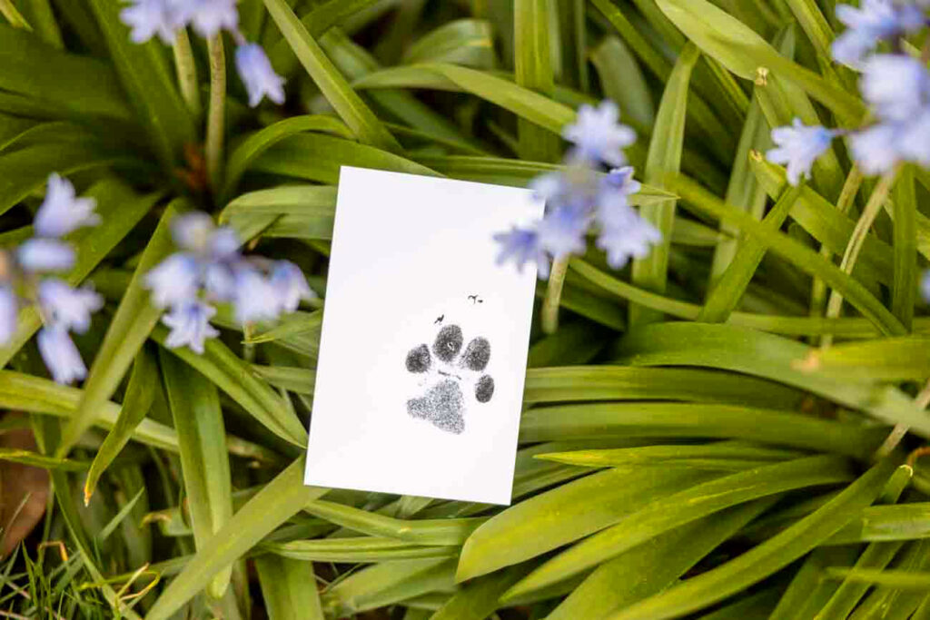 Letting go of your pet is an extremely emotional journey. Here's how I've learned to find peace since losing my heart dog in 2023.