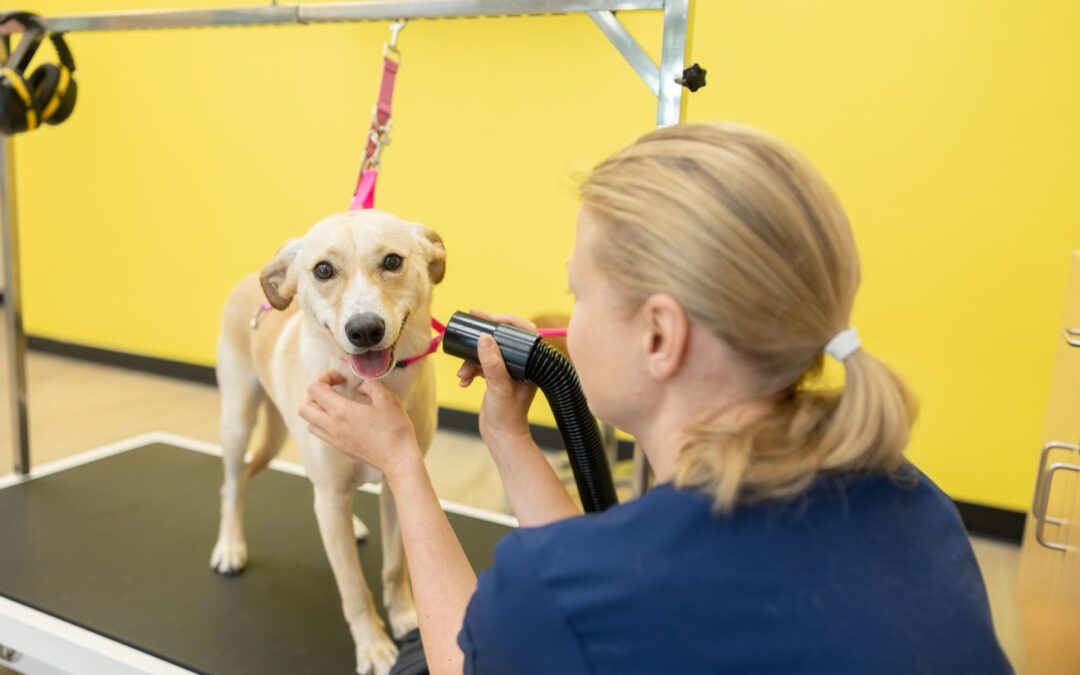 How to Prepare Your Dog for a Family Photo Session