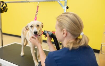 How to Prepare Your Dog for a Family Photo Session