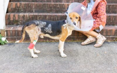 Life lessons from a dog who survived Hurricane Helene in NC