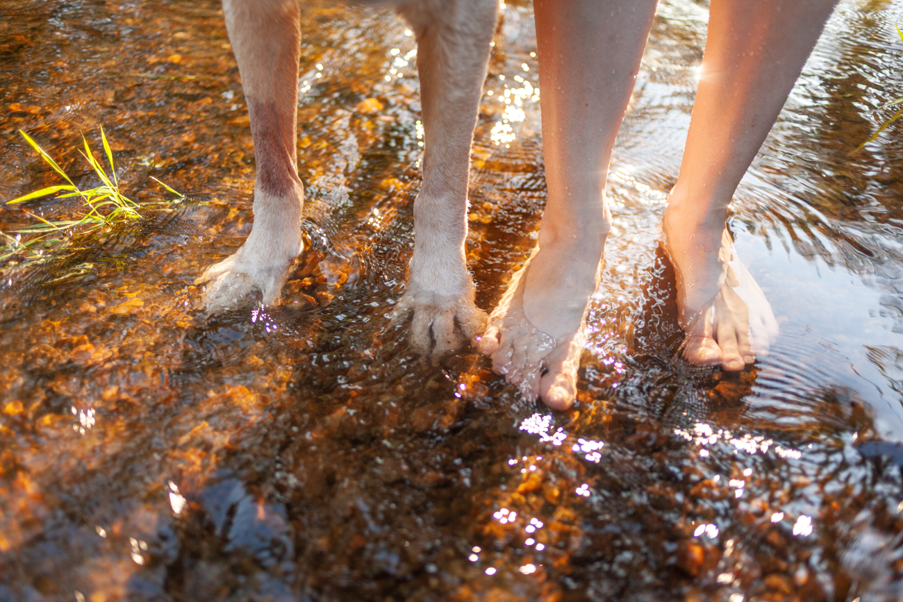 Photo of a retriever dog's front paws and owners bare feet in a shallow stream in Raleigh, NC