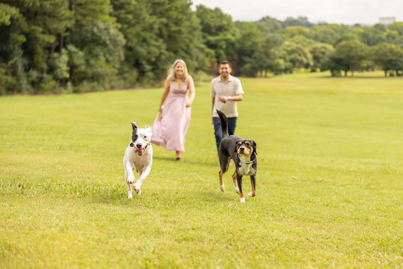 Dix park photo session with dogs