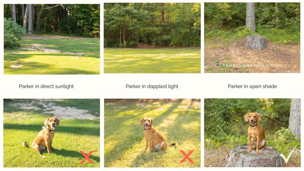 The same dog photographed in direct sunlight, dappled light, and open shade. Notice how the light becomes softer and more even in the shaded portrait.