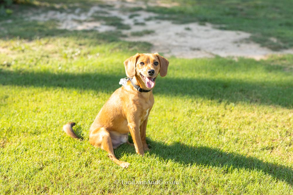 Small brown dog sits in the grass in direct sunlight
