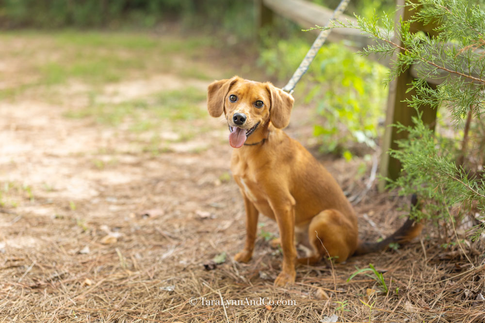 small brown dog sits in a woodland area near a wooden fence in open shade